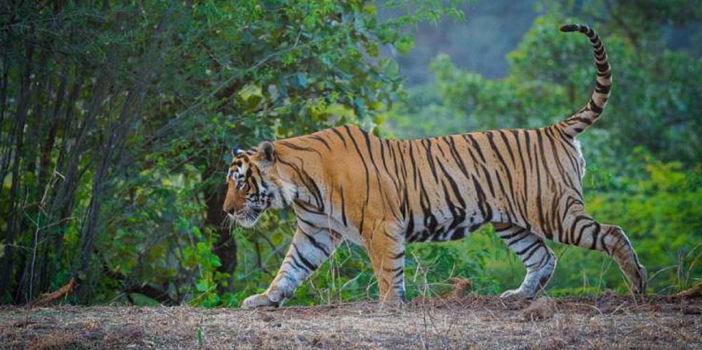 6-days-golden-triangle-tour-with-tiger-safari