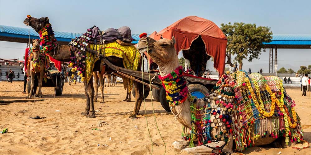 8-days-golden-triangle-tour-with-ajmer-and-pushkar