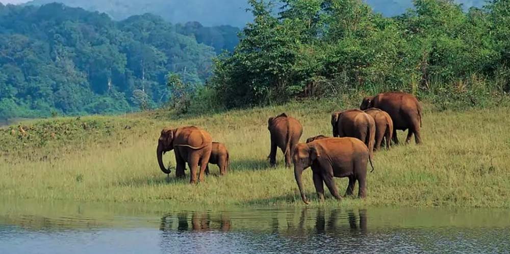 kerala-honeymoon-tour-package